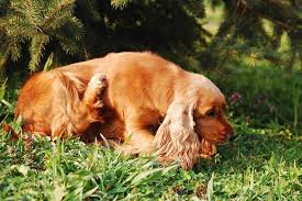 Learn how to spot them, what their bites feel and look like, and many of the symptoms of a black widow bite can look like those of other conditions. Are Spider Bites On Dogs Dangerous Spanielking