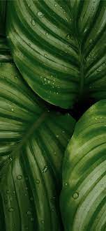Water Droplets On Green Leaves Leaf Food Nature Iphonexwallpaper Green Nature Wallpaper Green Leaf Wallpaper Leaves Wallpaper Iphone