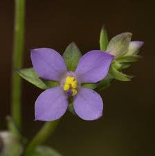 Image result for Exacum oldenlandioides