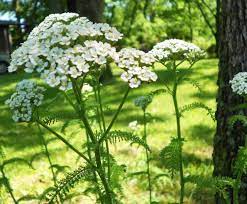 Yarrow Plants For Sale Save 80 Grower Prices Online