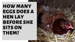 How often do chickens lay eggs? How Many Eggs Does A Hen Lay Before She Sits On Them