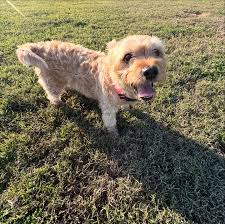 CR Ranch Petotel & Ranch Resort