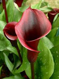 Pin On Flores