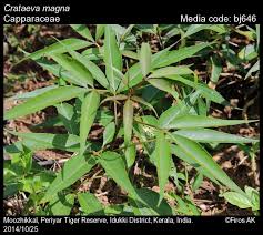 Image result for Crateva