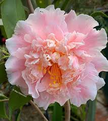 Terrell Weaver” and Mother Nature has bloomed a SPECIAL HEART for  Valentine's Day. Enjoy, Don