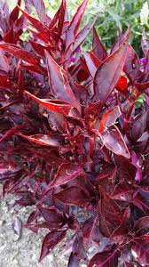 Image result for Iresine lindenii