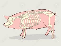 Pig Skeleton Vector Illustration Pig Skeleton Diagram Pig