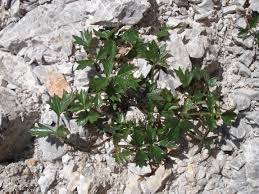 Image result for Pimpinella buchananii