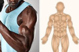 Anatomy of the muscular system. Can You Name 10 Muscles In The Human Body