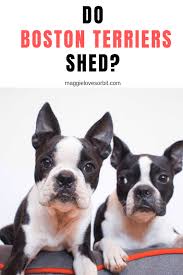 Even breeds advertised as hypoallergenic shed to a certain degree. Do Boston Terriers Shed Boston Terrier Terrier Grey Hound Dog