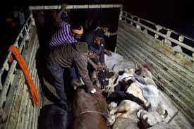 Don't forget to bookmark chinese woman killing goat using ctrl + d (pc) or command + d (macos). Interview Killing In The Name Of Cows Human Rights Watch
