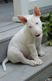 Black And White Bull Terrier Puppy Bull Terrier Pup Perros Finos Perros Graciosos Perros Bonitos