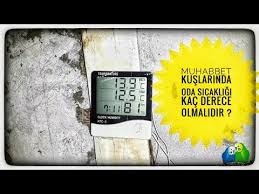 Soguk Havalarda Muhabbet Kusu Bakimi Youtube