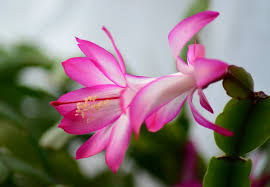 You will receive 3 3inch cuttings of the rare blooming christmas cactus. Schlumbergera Christmas Cactus Caring For This Pink Flowering Succulent