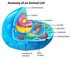 Wall Decal Anatomy Animal Cell Function Jpg 400 327 Hayvan Hucreleri Hucre Modeli Biyoloji