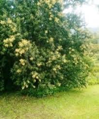 Image result for Tarchonanthus camphoratus