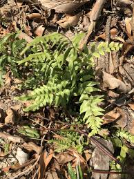 Image result for Lindsaea ensifolia