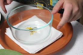 Make sure that this container will not be used for food after. How To Dry Flowers In The Microwave Crafting A Green World