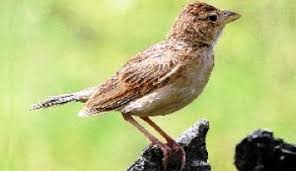 08/03/2009 pukul 09:06 om kicau burung branjangan. Galeri Gambar Branjangan Laman 2 Om Kicau