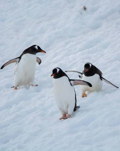 EstáPasando Hallazgo redefine a los pingüinos de papúa y descubre nueva  especie en la Antártica 🌿 Durante más de un siglo, los pingüinos papúa  fueron considerados una sola especie distribuida por el