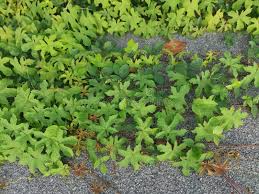 Image result for Lepistemon