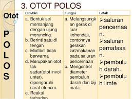Jaringan otot volunter ialah jaringan otot yang bekerja atau berkontraksi dibawah pengaruh kesadaran karena dilengkapi dengan jaringan syarf berdasarkan fungsi dan struktur penyusunnya, jaringan otot dapat dibedakan menjadi 3 yaitu: Sma Xi Ipa Jaringan Otot Hewan
