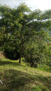 Image result for Albizia glaberrima