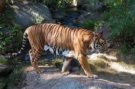 The Endangered Indochinese Tiger Panthera Tigris Tigris Indochinese Tiger Tiger Facts Indochinese