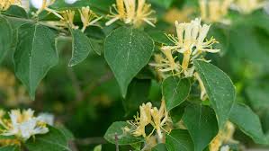 Yet unlike white, metallic colors often contrast or stand out in green landscapes. China S Flora Tour A Flower Turning From Silver To Gold Cgtn