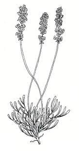 Lavender Line Drawing Google Search Desenhos De Flores Estampas Ilustracoes