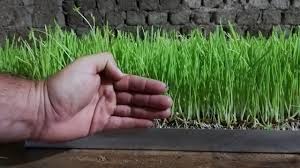 Arpa Cimi Besin Degerleri Ve Saha Calismalari Youtube