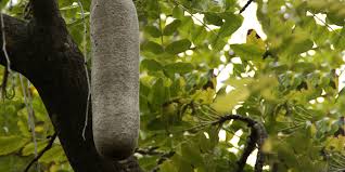 Image result for Kigelia