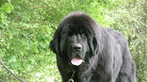Increasingly there are newfoundland puppies being offered for sale on general websites and in newspaper advertisements and in many cases potential purchasers find our aim is to present a guide to understanding the responsibilities (and joys!) that come with a newfoundland puppy, the sensible. Newfoundlands Moore Family Newfoundlands More