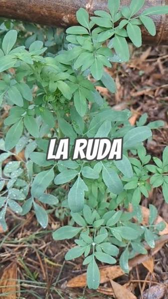 Tenes ruda en tu jardín? , La ruda es una aromática muy beneficiosa para el  jardín y el huerto, ya que con su aroma repele cantidad de insectos. , Se  dice que la ruda macho, en la puerta de la casa ( ...