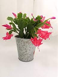 My christmas cactus is blooming again in february, and i explain how it happened here. Why Won T My Christmas Cactus Bloom And What To Do About It Shifting Roots