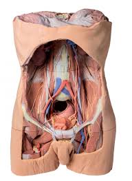 Pulled abdominal muscles can happen by overusing, injuring, or straining your muscles. Model Of Male Torso Posterior Abdominal Wall
