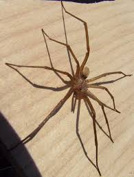 Maybe you would like to learn more about one of these? Southern House Spider Or Male Crevice Spider Not Chilean Recluse Or Giant Crab Spider What S That Bug