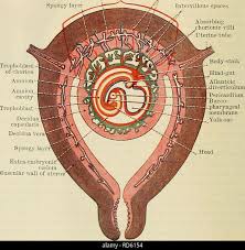 Image result for Endostemon villosus