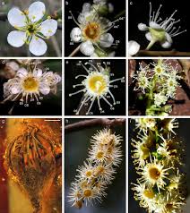 We did not find results for: Staminate Flower Of Prunus S L Rosaceae From Eocene Rovno Amber Ukraine Springerlink