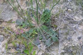 Image result for Hypochaeris radicata