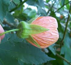 Image result for Abutilon rehmannii