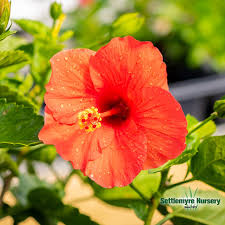 Image result for Hibiscus noldeae