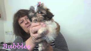 Imperial shih tzu puppies for sale uk. Teacup Shihtzu Puppies From Hazlenut Minature Shihtzu Puppies Karashishi Shihtzus Youtube