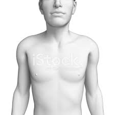 Jan 20, 2018 · the dominant muscle in the upper chest is the pectoralis major. Male Chest Anatomy Artwork Stock Photos Freeimages Com