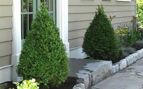 Trimming Boxwood Bushes Green Mountain Boxwood Buxus Microphylla Green Mountain Trees For Front Yard Green Mountain Boxwood Boxwood Landscaping