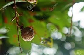 Buah mata kucing atau lebih dikenal dengan nama kelengkeng merupakan salah satu buah yang kaya akan manfaat. Asian Local Fruit Buah Mata Kucing Stock Photo Picture And Royalty Free Image Image 136372535