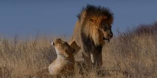 Lions are part of a global service network, doing whatever is necessary to help our local communities. Africa Artificial Insemination Of Lions A Danger For Their Conservation Afrik 21