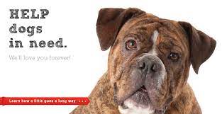 We are not a shelter but a dog rescue and all of our dogs are in private foster homes until they are adopted. Second Chance Dog Rescue San Diego