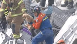 News, sports, weather, traffic and the best of washington dc Dog Rescue Earthquake Gif Holidog Times En