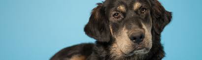 Maybe you would like to learn more about one of these? Margaret Mcallister Brock Veterinary Clinic Arizona Humane Society